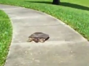 Schildkröte schnell